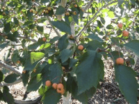 Winter King Hawthorn resized 600