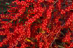 Winterberry red berry interest