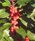Winterberry Holly