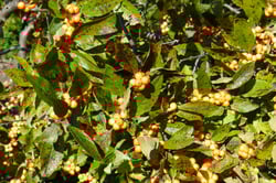 Wintergold crabapple