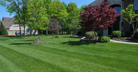 Ohio’s Invasive Pest Surge What It Means for Lawn Care in Westlake & Bay Village, OH, This Year