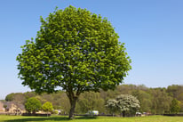 Tall-green-tree