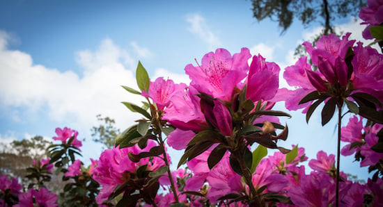 azaleas