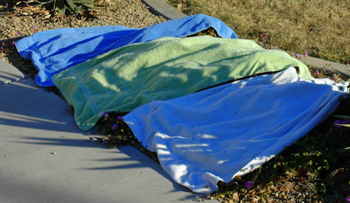 blankets over plants