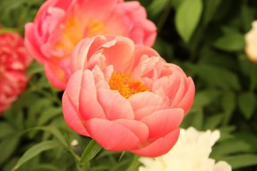colorful-flower