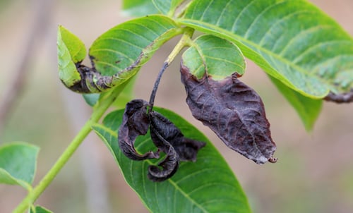 damaged plant from frost