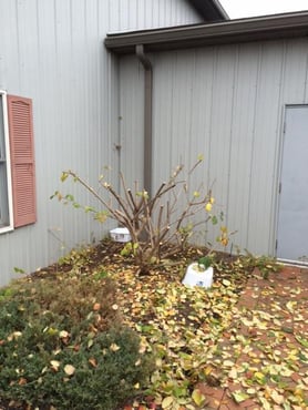 end-result-from-pruning-shrubs.jpg