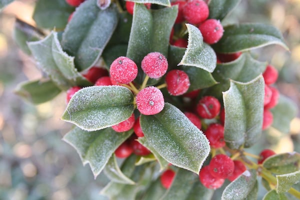 holly-berries