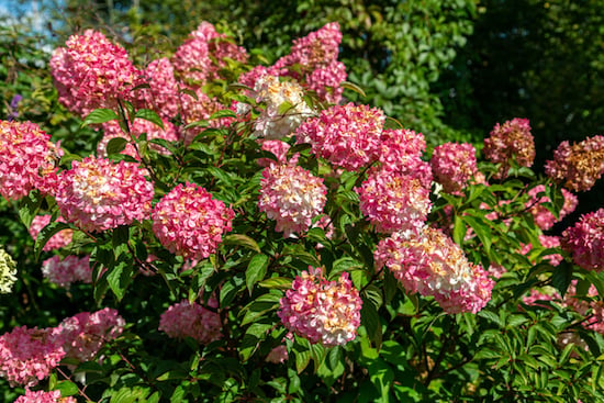 hydrangeas