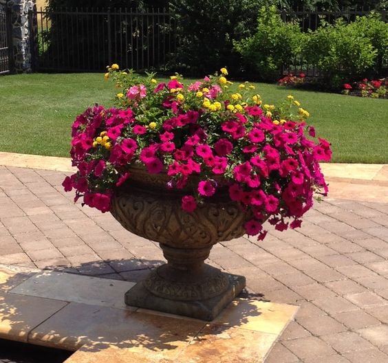 plant-container