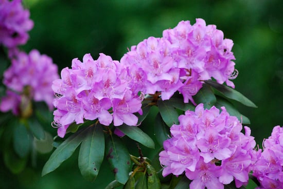 rhododendrums