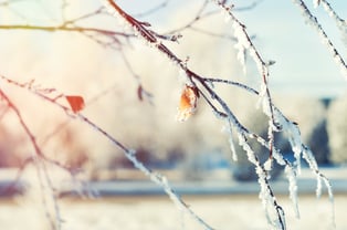 snow-tree-branches