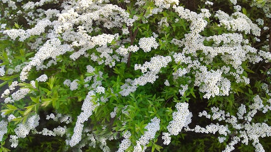 spirea