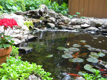 Landscape Koi Pond