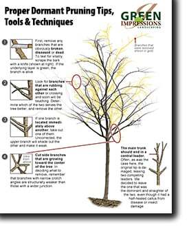 pruning graphic thumb
