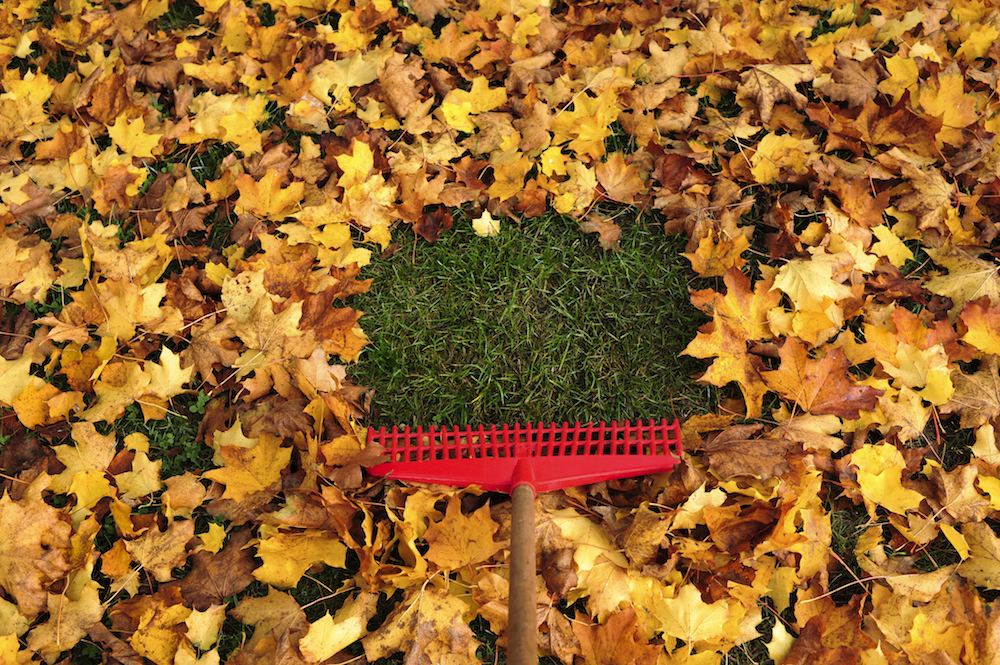What happens if you don't rake your leaves?